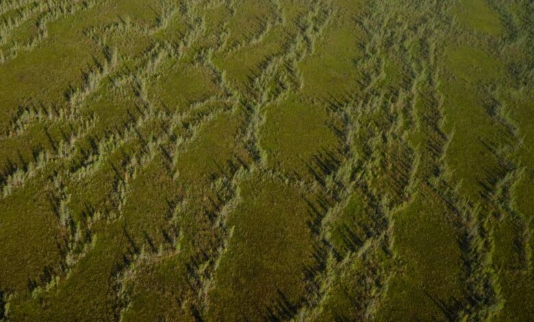 An aerial photograph shows the distinctive patterned fen at McClelland Lake.