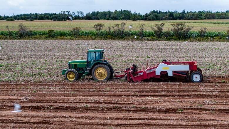 A green tractor pulls a red trailer collecting potatoes from a red dirt field on P.E.I.. 