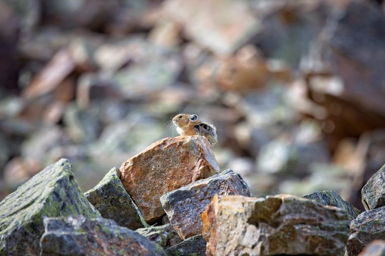 A pika stands regally atop a rock pile. 