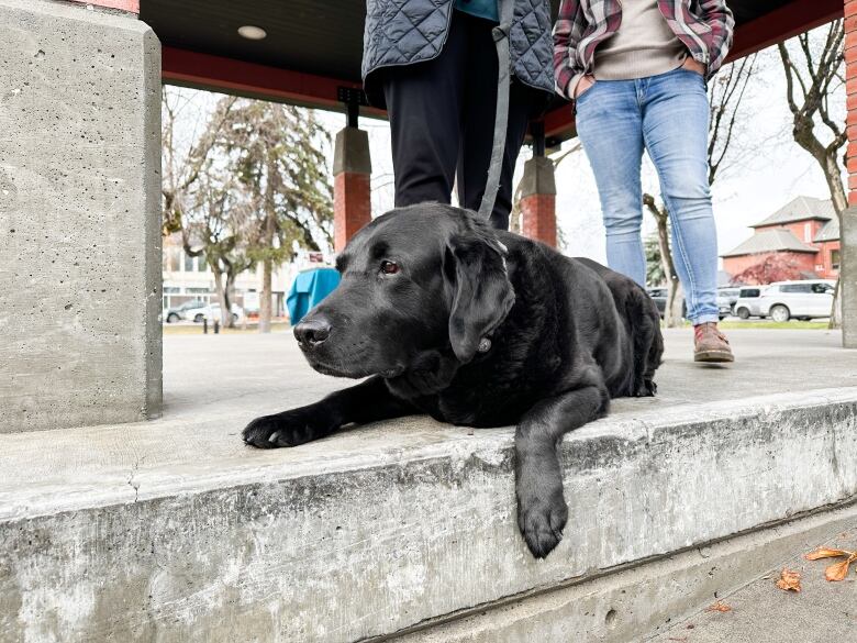 Pictured is West, the RCMP service dog in Cranbrook B.C., who was celebrated at a special retirement service on Tuesday, Nov. 7. 