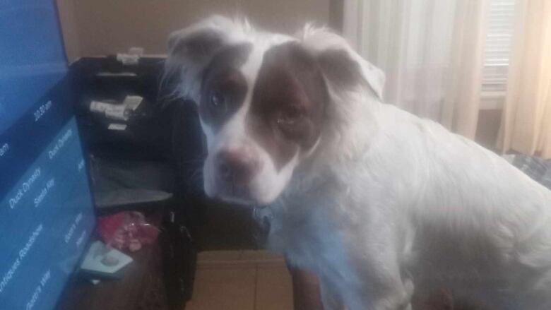 A dog standing on a table