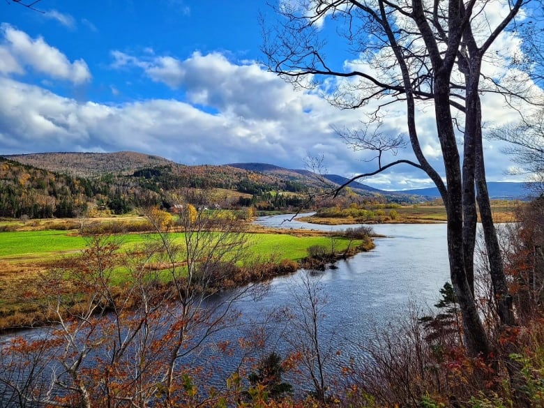 Bright blue sky and trees with golden leaves on the shores of a river.