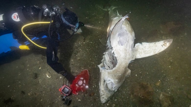 A dead white shark is decaying underwater. A diver in a wetsuit is taking samples of it using a red device. 