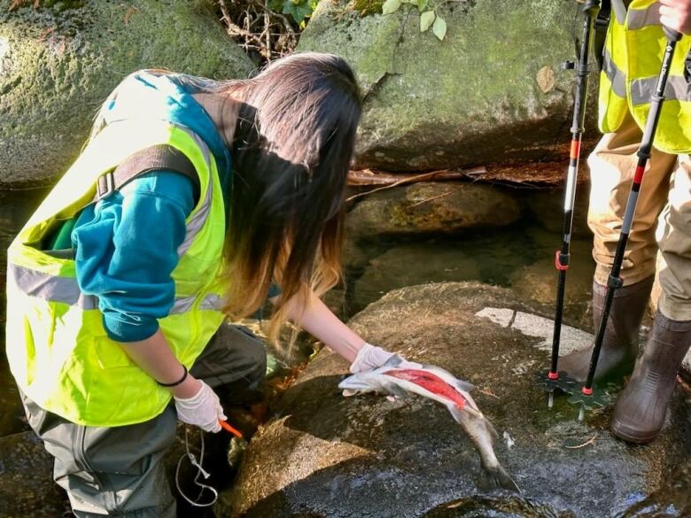 A volunteer in reflective jacket holding a carcass of a salmon 