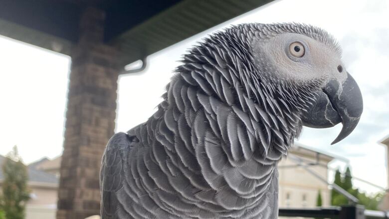 A grey parrot