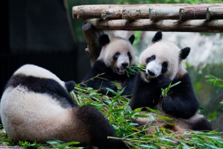 Panda bears eat in their enclosure at a zoon in China.