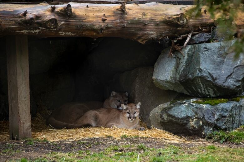 Two large cats sit under a rock formation in a zoo.