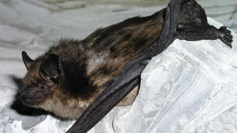 A brown bat with big ears spreads itself out on some rock-type surface.