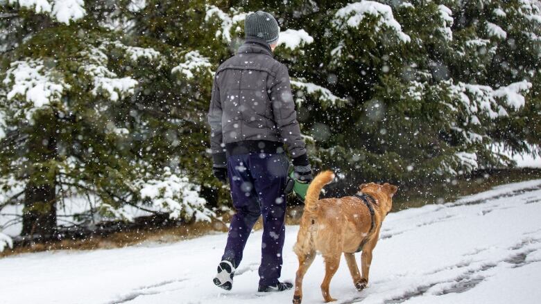 A man walks a dog in the snow.