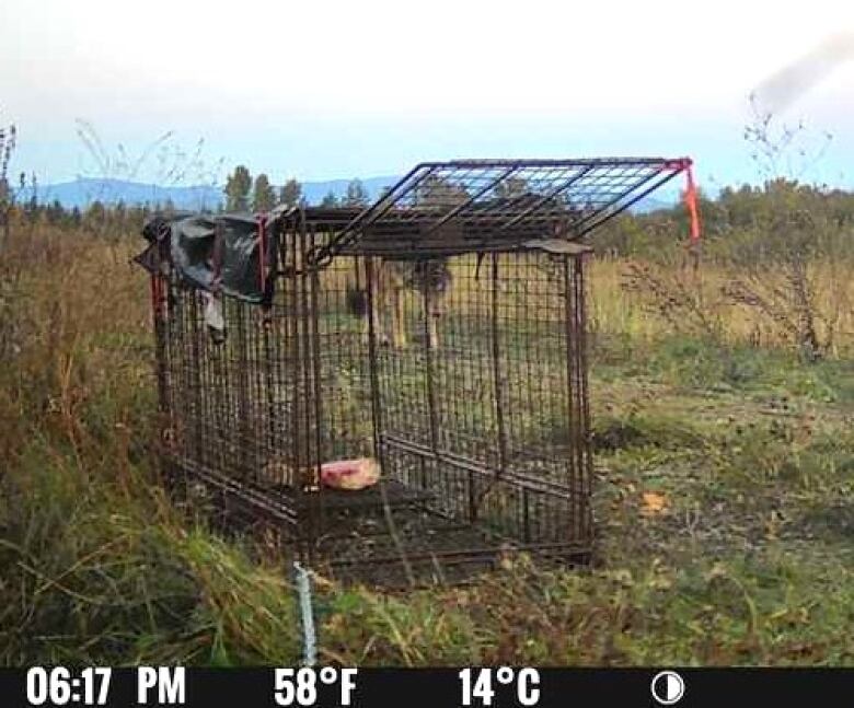 Photo of a trap and possible wolf-dog in southeastern Vancouver Island.