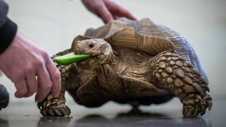 A tortoise eats a piece of cucumber