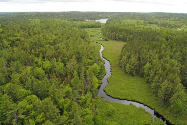 An aerial view of a forested area with a river running through the middle of the land. 