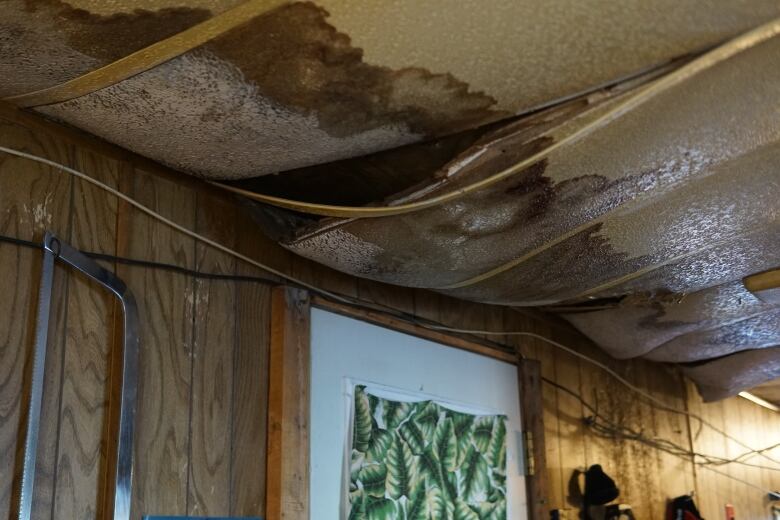 Grey and black mould sags from ceiling tiles. 