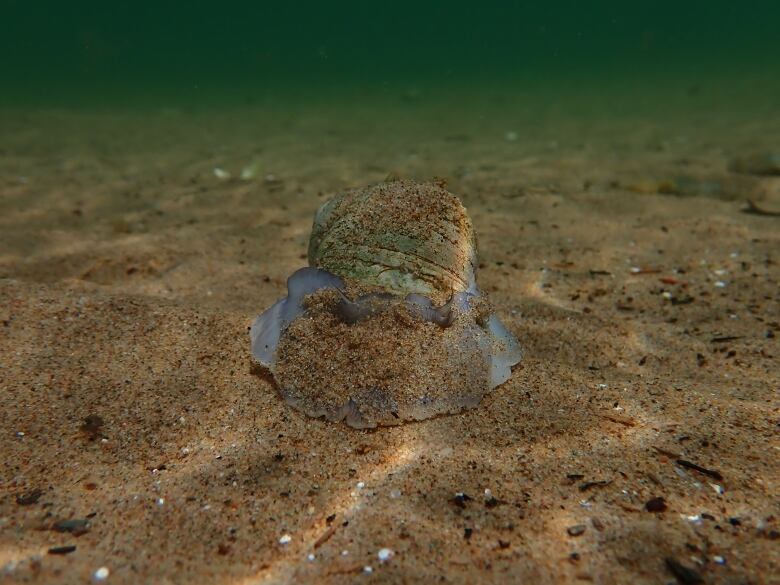 A small snail sitting on a sandy oceanfloor.