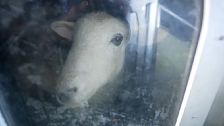 A sheep peers out of the methane testing chamber on a farm in Wiltshire,  England.