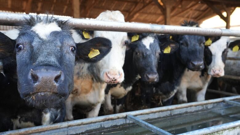 Five cows in an indoor pen look at the camera.