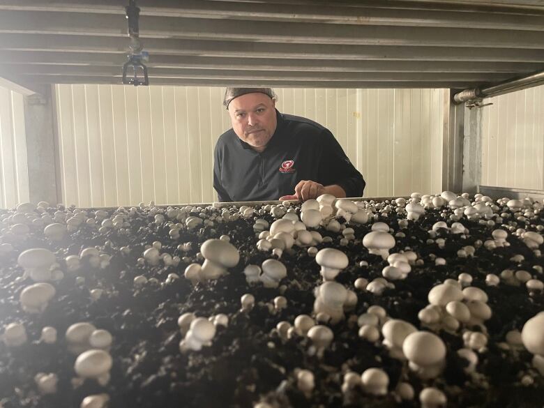 A mushroom farmer looks over a rack of mushrooms in a building.