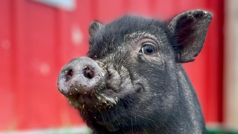 A small black pigs stands in front of a red barn in the grass.