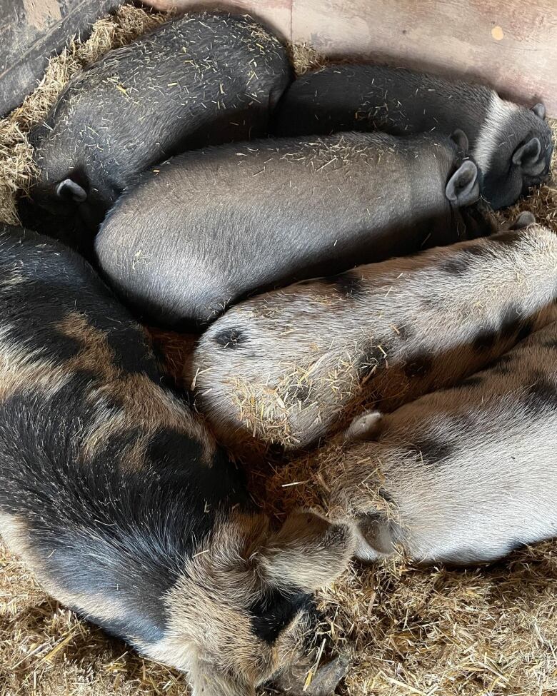 A group of small pot-bellied pigs snuggled together in some hay.