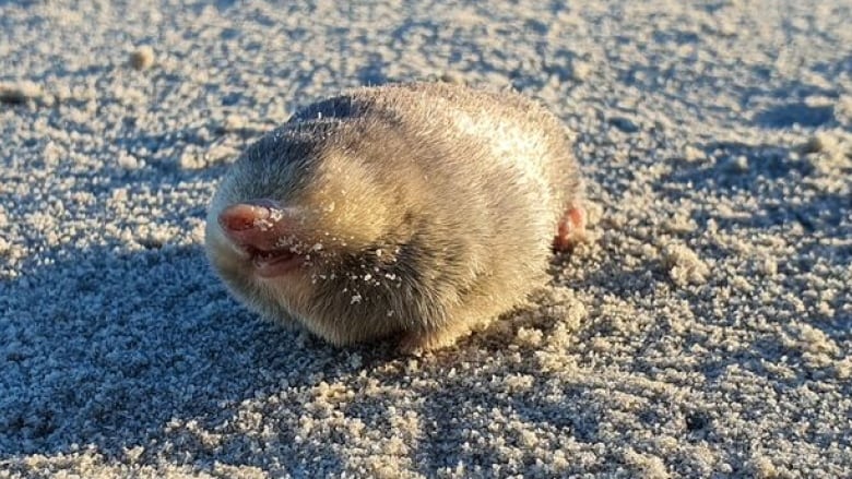 A tiny, furry, golden critter with a pointy pink nose and no visible eyes perches on the white sand. 