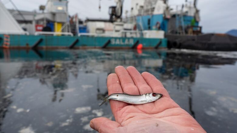 a hand displays a dead juvenile herring