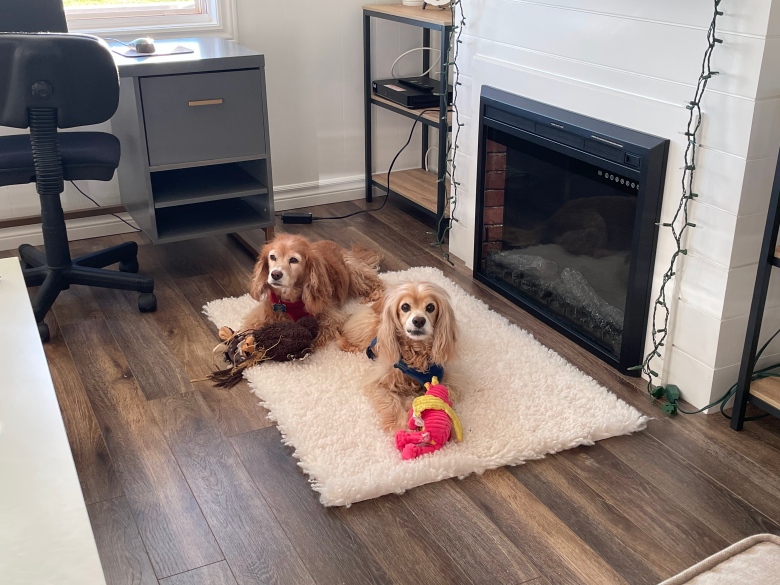 Two dogs on a carpet in a home 