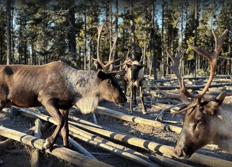 Three caribou stand among fallen branches in dappled sunlight.