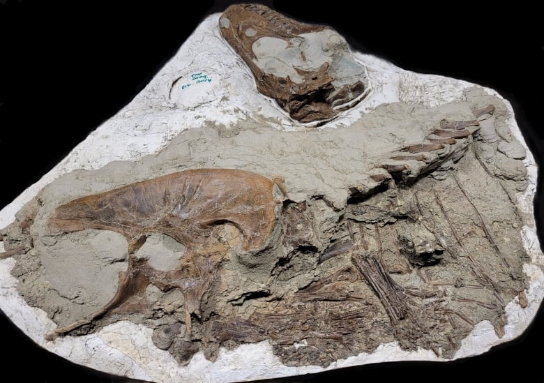 Gorgosaurus fossil with prey items in stomach