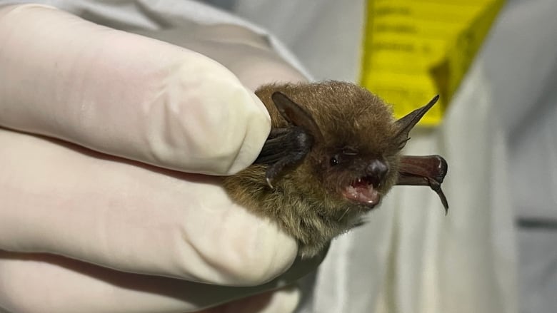 A bat opens its mouth as it is held in a white-gloved hand.