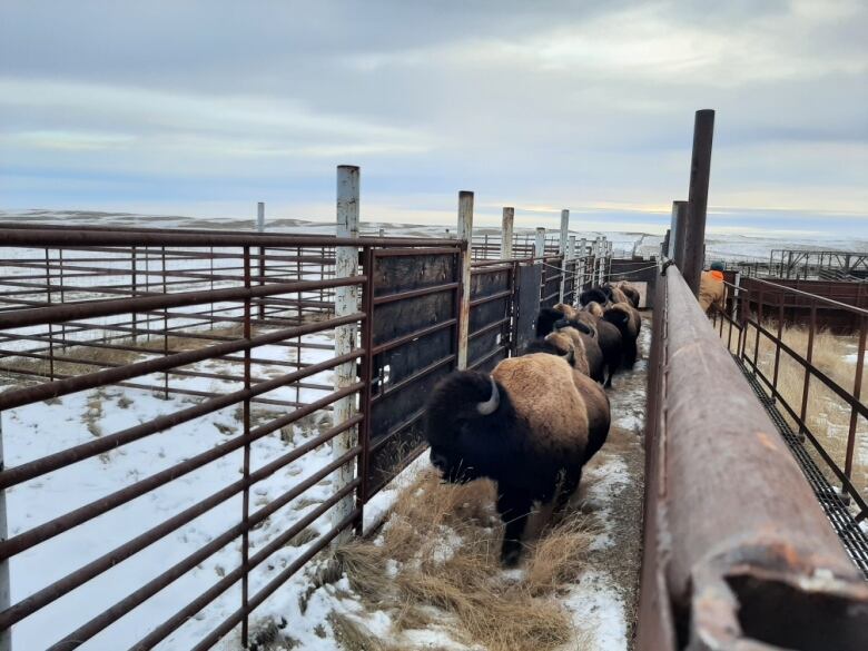 Bison are standing within metal gates. 