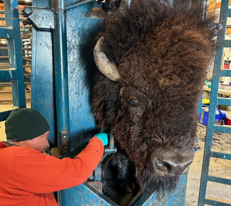 A bison's head is seen being inspected by an employee in a handling facility.