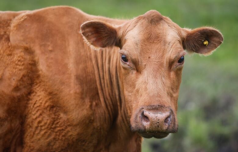 a close up shot of a brown cow looking at the camera