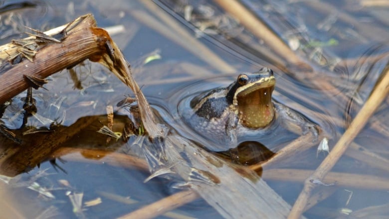 A western chorus frog in water.   