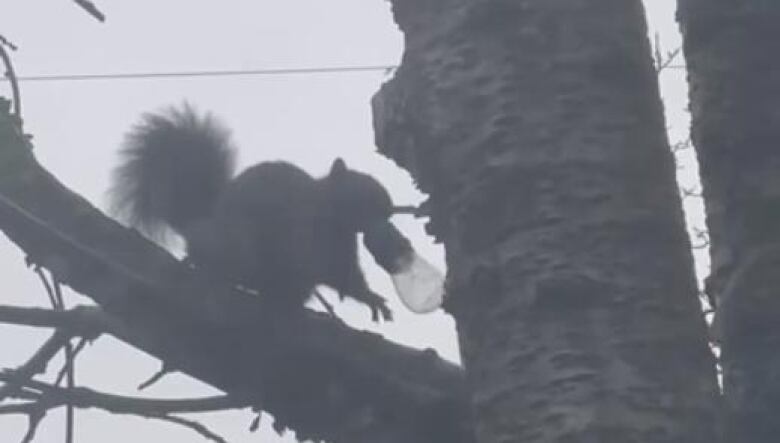 A squirrel is perched on a tree holding a small lightbulb. 