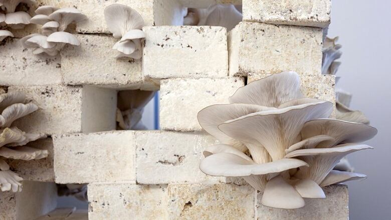 Mushrooms grow out of loosely stacked white bricks.