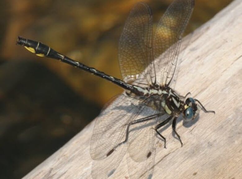 Rapids clubtail dragonfly perched on a log