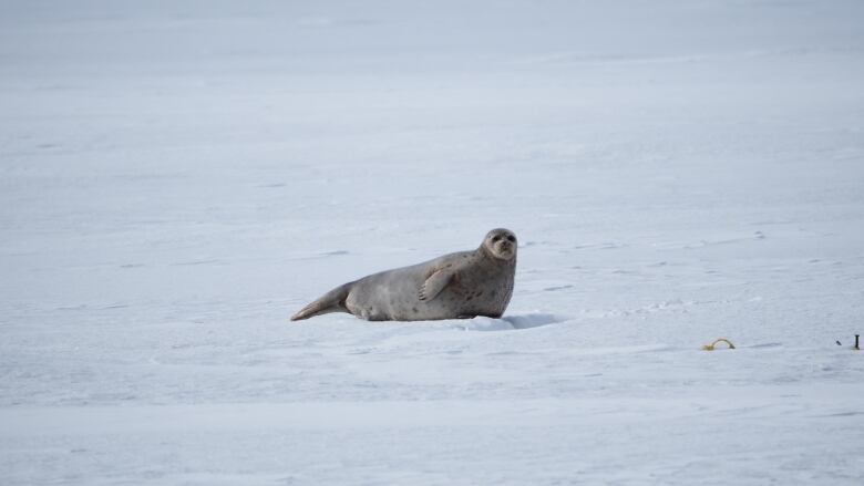 a grey seal sitting sideways on ice. 