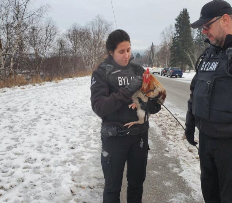 A woman holds a rooster.