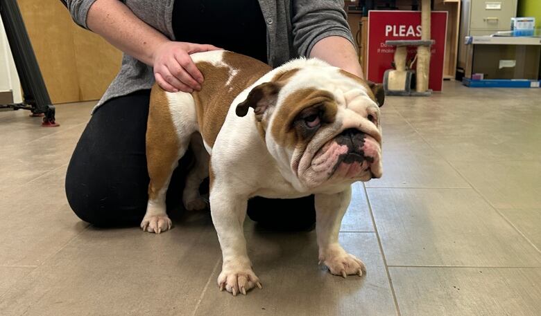 English Bulldog stands on all fours.