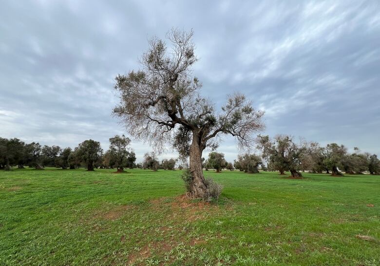 A solitary olive tree.