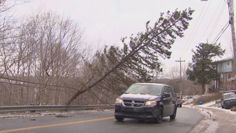 Toppled tree hangs over the road as a vehicle drives under it.