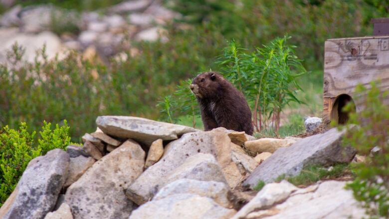 A marmot looks out from a pile of rocks located on grassy terrain.