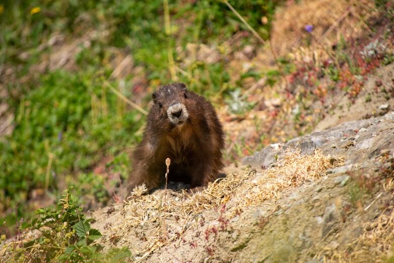 A marmot looks at the camera while on a grassy slope.