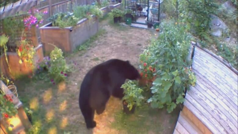 A bear walks in a garden.