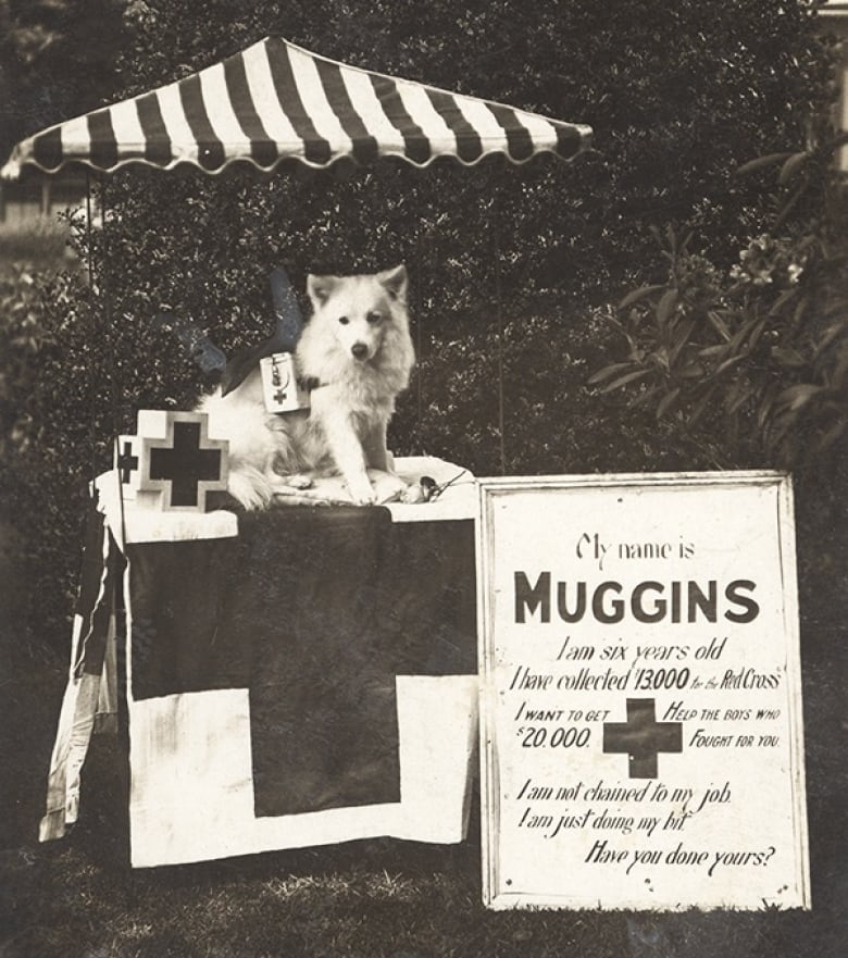 A dog perched on a red cross stand, with a war donation sign next to it reading in part 'My Name is Muggins, I am six years old and I have collected $13,000 for the Red Cross'.