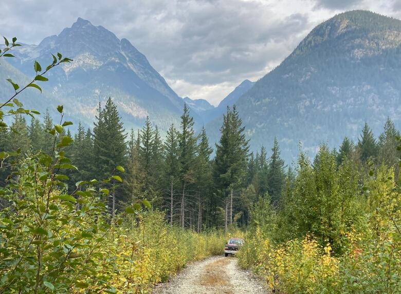 A dirt road in the forest with mountains in the background.