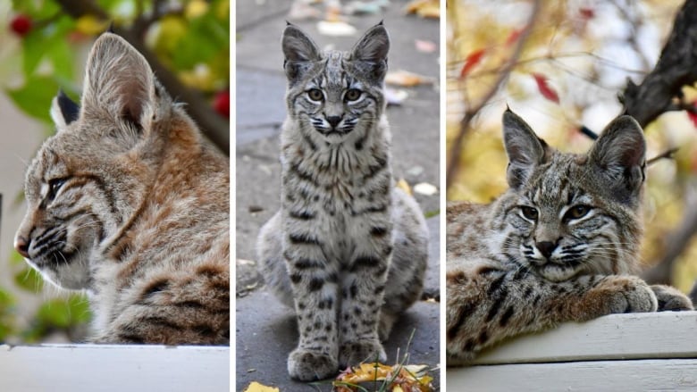 three side-by-side photos of bobcat kittens.