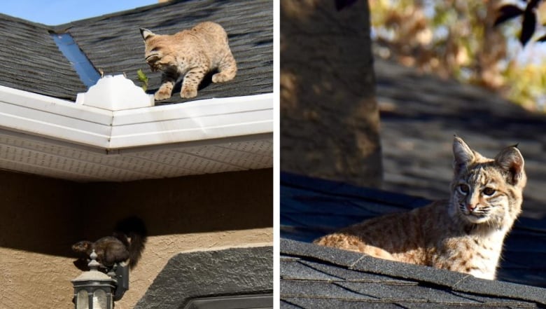 two side-by-side images of a bobcat kitten on a roof. 