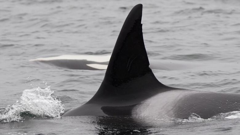 The dorsal fin of a killer whale sticks out above the water.