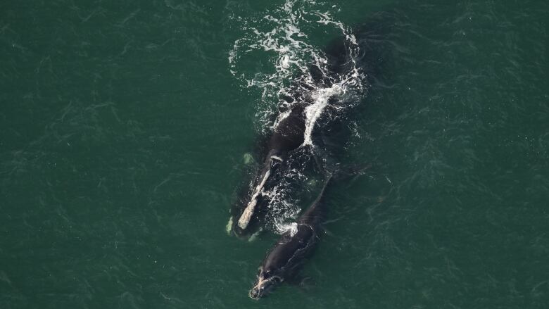 Aerial photo showing two right whales, one larger than the other.